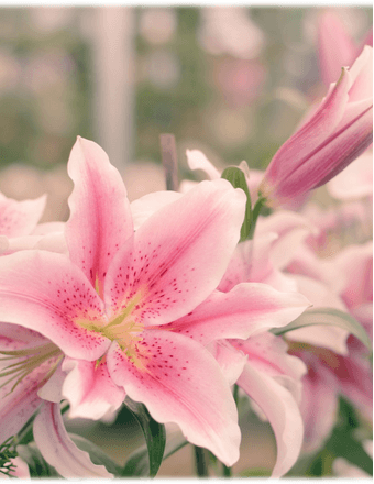 Patricia Sytnick Obituary